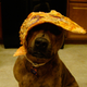 Illustration for article titled iFood On My Dog/i Is the Most Wonderful Thing on the Internet Today